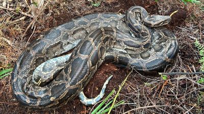 Cold snap in Florida made Burmese python puke up a whole deer