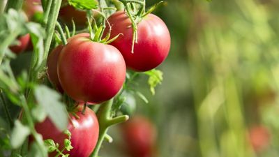 Never worry about a green tomato glut again: how to get tomatoes to ripen on the vine in 3 simple steps