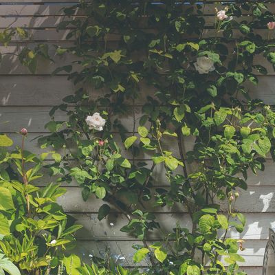 How to prune climbing roses for abundant flowering next summer