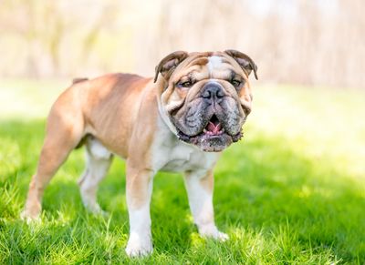 7 Dog Breeds Vets Say Are Far More Expensive Than People Realize