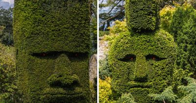 These strange hedges near Edinburgh have been cultivated for over 20 years