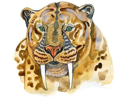 When did sabre-tooth cats diverge from domestic cats? The kids’ quiz