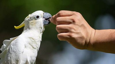 Critically endangered cockatoos take refuge in Hong Kong as conservationists race to save them