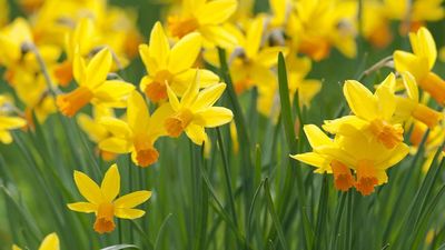 How to grow daffodils: expert tips for planting cheery yellow bloomers