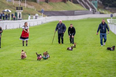 Dachshunds take to racecourse bidding to be crowned top dog