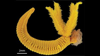 Paralvinella hessleri: The yellow worm that lives in acid and fights poison with poison