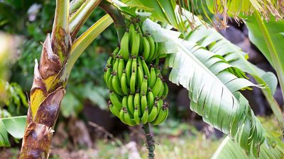 How to get a banana tree to fruit – 3 expert-approved methods