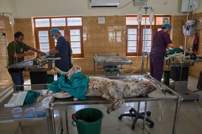 Photos of stray dogs in Indian-controlled Kashmir and attempts to control their population