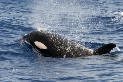 How orca ‘dialects’ could help solve the puzzle of why killer whales keep attacking boats