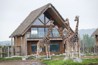 West Midlands Safari Park review: A night of wild magic at the UK's most luxurious safari experience