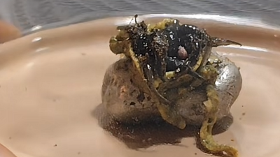 Viral Panama Alien Update: TikTok Creator Says He Plans to Kill Mysterious Creature Before It Dies Naturally