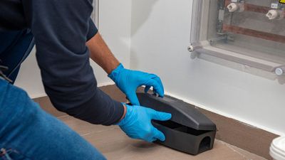 What's the best way to get rid of a mouse you trapped? I asked pest experts for their advice