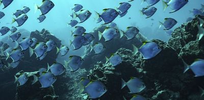 What the WTO’s deal to curb fisheries subsidies means and what it could achieve