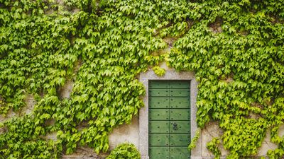 These plants damage buildings, and could leave you with costly repair bills – 5 trees and climbers to keep away from your home