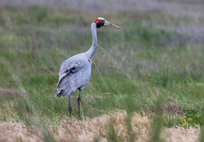 ‘A mythical place’: how a Melbourne sewage farm became a haven for 300 species of birds