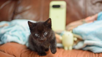 The Pixel 10 Pro was the purr-fect phone for rescuing kittens, with help from Gemini Live... and my veterinarian