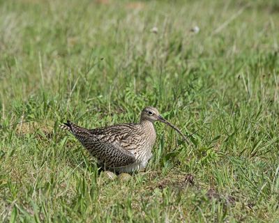 The curlew’s uncertain future and the use of fox culls