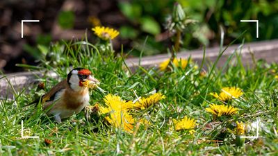 5 beneficial weeds experts say you should leave in your garden this season