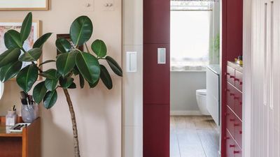 Rubber plant looking bare? Houseplant experts swear by this simple technique to make it bushier