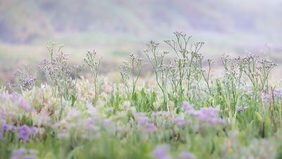 "For plant portraits, it has to be this beautiful prime, which has great bokeh capability," explains multi-award-winning photographer