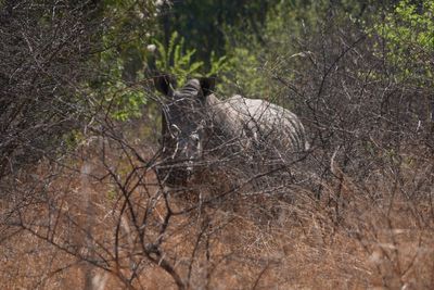 South Africa marks World Rhino Day as poaching slows but one still killed daily
