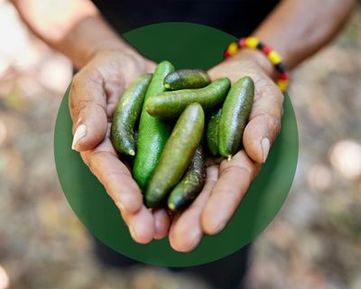 Flavour of the month: why edible natives make a delicious sustainable choice for home gardens