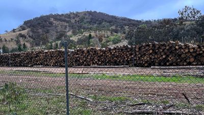'No choice': paper giant sues after state logging ban