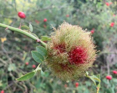 Country diary: An autumn fireball that’s a sanctuary for insects