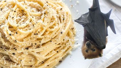 Drunk bats and pasta clumps: The winners of 2025’s Ig Nobel Prizes