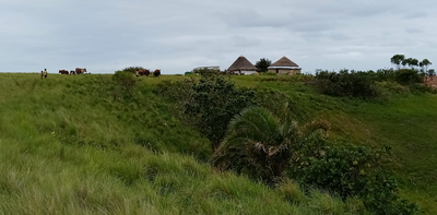 Traditional food systems nourish communities and protect the environment: lessons from South Africa’s Amadiba
