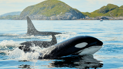 Are Orcas Friendly to Humans? Killer Whales Mysteriously Attack Boats in Portugal, Even Sinking One