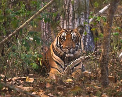 Tiger fatally attacks handler at Oklahoma preserve, officials say