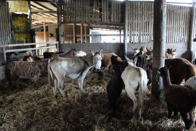 ‘Most broken animal I’ve ever seen’: Farm owner banned for neglecting more than 450 animals