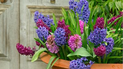 Easiest spring bulbs to grow in pots – for a low-maintenance explosion of color in your containers