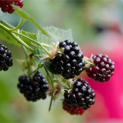 How to prune blackberries – and train them for easy harvesting next year