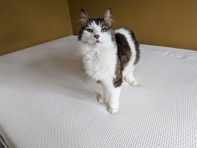 I spent months testing insomnia cures – then grieving for a pet made sleep impossible