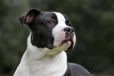 American staffordshires are NSW’s most attack-prone dog – but there may be more to the data