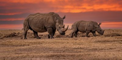 The near-extinction of rhinos is at risk of being normalised