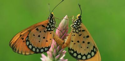 Spring air is humming with insects. But we’re blind to what’s happening to them