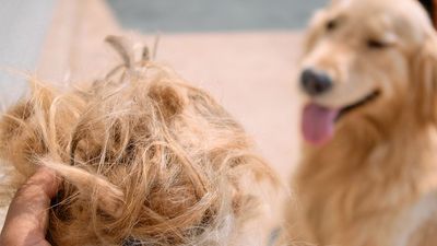 7 hacks for shedding season from a golden retriever owner