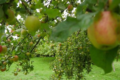 Bumper crops of apples and pumpkins despite drought and record hot summer
