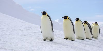 Close relatives of emperor penguins lived in NZ some 3 million years ago. What caused their extinction?