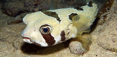 Fish ‘fingerprints’ in the ocean reveal which species are moving homes due to climate change