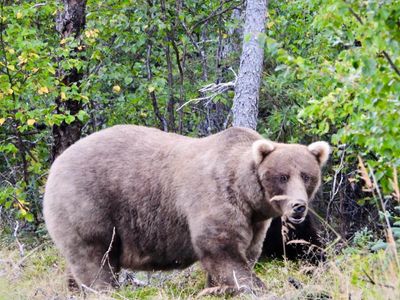 Eat salmon, win prizes: Fat Bear Week begins in Alaska’s Katmai national park