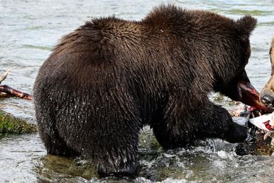 What to know about Fat Bear Week, a competition to be the chonkiest brown bear