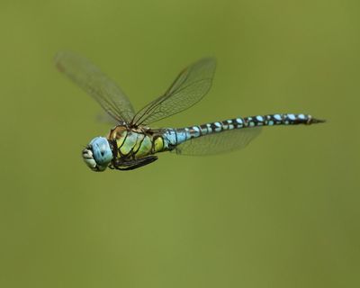 Country diary: The sound of a dragonfly is a 300m-year-old whisper