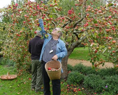 National Trust reports bumper apple and pumpkin crops at its sites