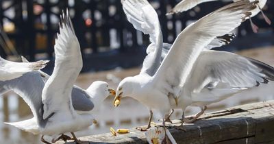 Scottish Government announces £100k funding to tackle disruptive seagulls