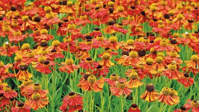 A must-grow native fall flower for intense color and vital nectar for pollinators – 16 fiery helenium varieties for pots and borders