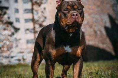 Mother found XL bully ‘covered in blood’ after it fatally mauled 10-year-old girl